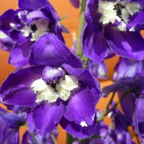 Delphinium cultorum 'Jupiter® Purple' - Aed-kukekannus 'Jupiter® Purple'